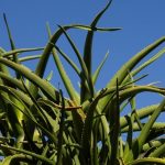 Aloe Vera - A Miracle Plant Or Only a Myth?
