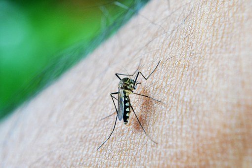 Mosquito, Bite, Decease, Dengue, Malaria