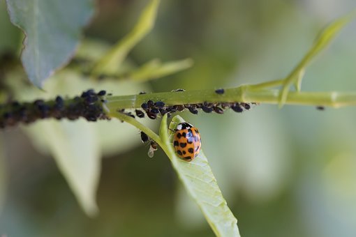 Ladybug, Asian Ladybug, Insect, Lice