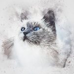 Birman Cat T Shirts - Style And Function For All