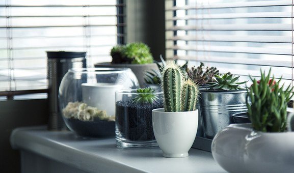 Pots, Plants, Cactus, Succulents, Shelf