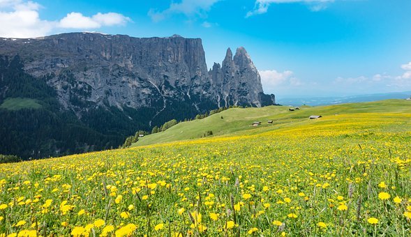 Mountain Meadow, Alpine Flowers