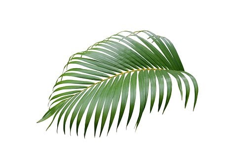 Palm, Leaf, Tropical, Plant, Nature