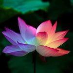 lotus flower 5151674 340