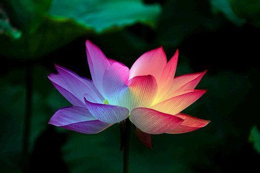 Lotus Flower, Lotus, Rainbow, Colorful