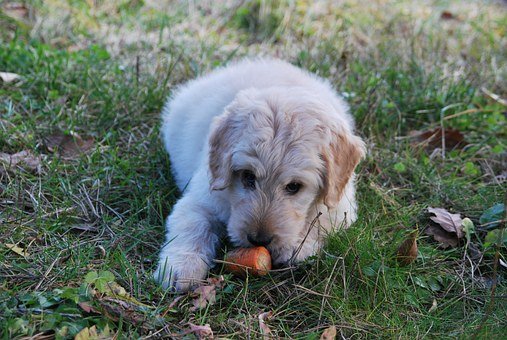Dog, Carrot, Playing, Grass, Animal