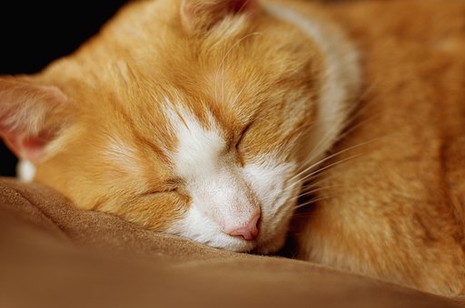 Cat, Sleep, Red White, Apartment Cat