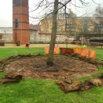 Tree Excavation 2022