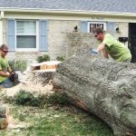 The Environmental Impact of Responsible Tree Removal in Tampa